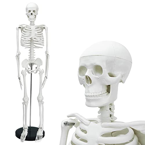 מודל שלד אנושי, מיני דגם שלד אנושי לאנטומיה עצמות אנושיות דגם 33.4 אינץ