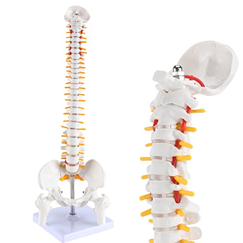 דגם אנטומיה של עמוד השדרה של הינגונים, דגם עמודת חוליות של עמוד השדרה, 15.5 פרטי עמוד חוליות פרטים חוליות, עצבי עמוד